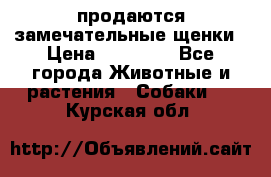 продаются замечательные щенки › Цена ­ 10 000 - Все города Животные и растения » Собаки   . Курская обл.